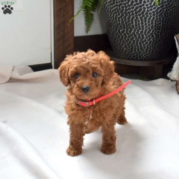 Autumn, Mini Goldendoodle Puppy