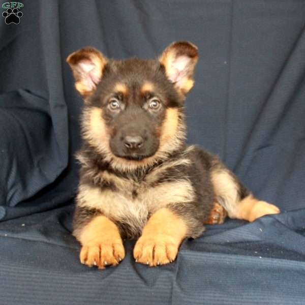Autumn, German Shepherd Puppy