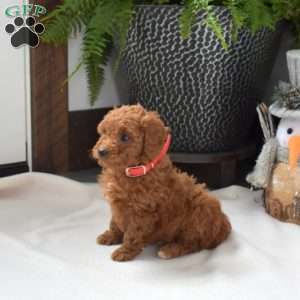 Autumn, Mini Goldendoodle Puppy