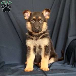 Autumn, German Shepherd Puppy