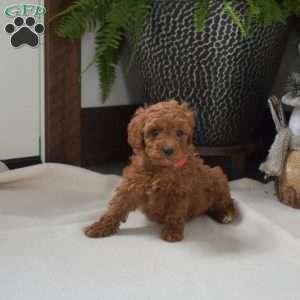 Autumn, Mini Goldendoodle Puppy