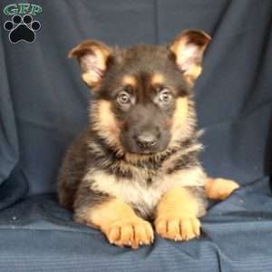 Autumn, German Shepherd Puppy
