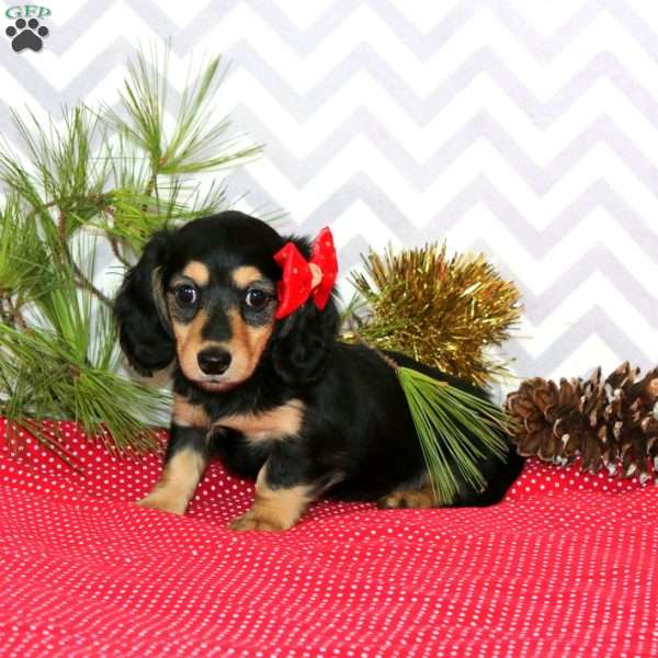 Ava-Mini, Dachshund Puppy