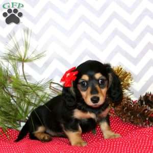 Ava-Mini, Dachshund Puppy
