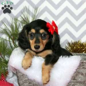 Ava-Mini, Dachshund Puppy
