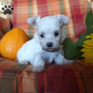 Ava, Maltese Puppy