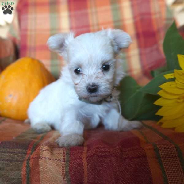 Ava, Maltese Puppy