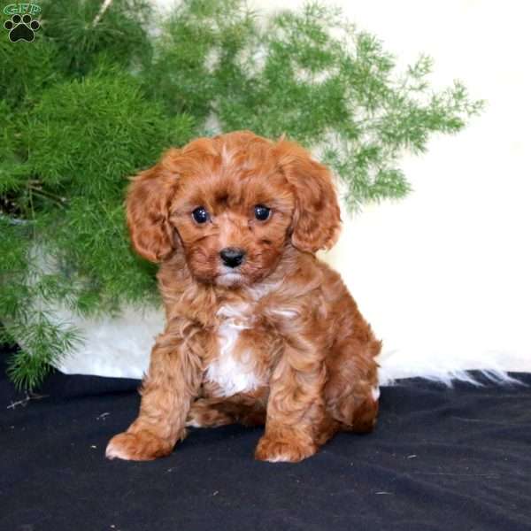 Avalon, Cavapoo Puppy