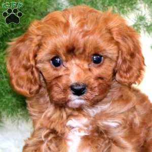 Avalon, Cavapoo Puppy