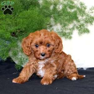 Avalon, Cavapoo Puppy