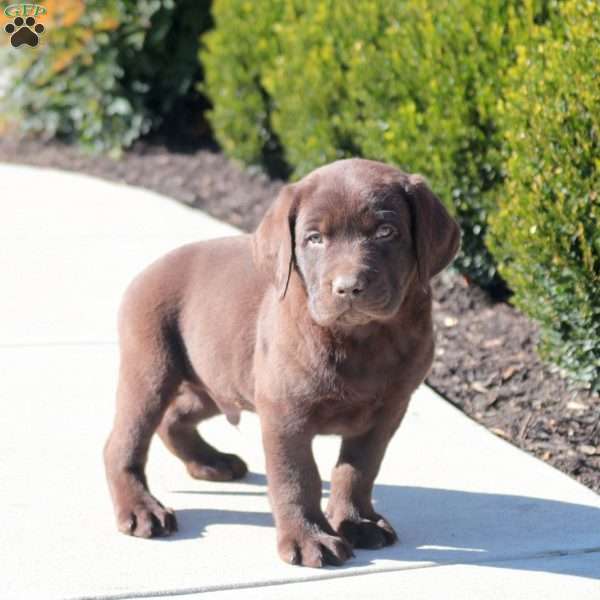Axel, Chocolate Labrador Retriever Puppy
