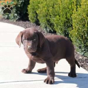 Axel, Chocolate Labrador Retriever Puppy