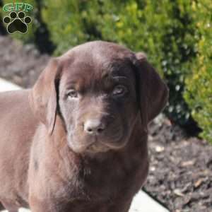 Axel, Chocolate Labrador Retriever Puppy