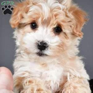 Ralphie, Maltipoo Puppy