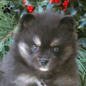 Baby, Pomsky Puppy