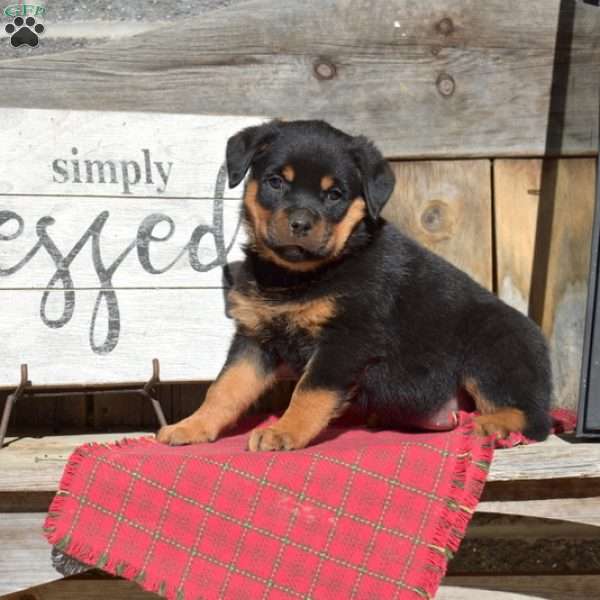 Bailey, Rottweiler Puppy