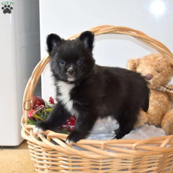 Bailey, French Bulldog Mix Puppy