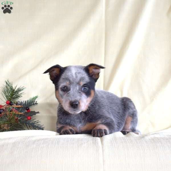 Bailey, Blue Heeler – Australian Cattle Dog Puppy