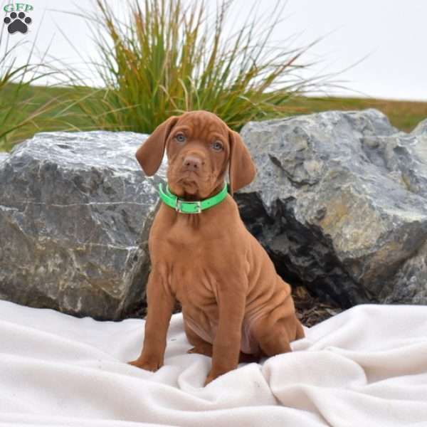 Bailey, Vizsla Puppy