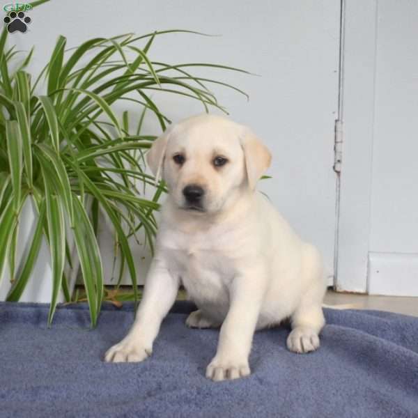 Bailey, Yellow Labrador Retriever Puppy