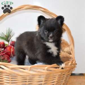 Bailey, French Bulldog Mix Puppy