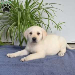 Bailey, Yellow Labrador Retriever Puppy