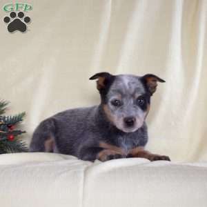 Bailey, Blue Heeler – Australian Cattle Dog Puppy