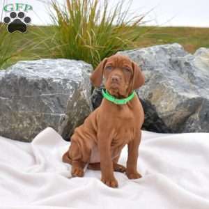 Bailey, Vizsla Puppy