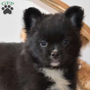 Bailey, French Bulldog Mix Puppy