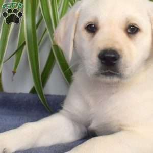 Bailey, Yellow Labrador Retriever Puppy