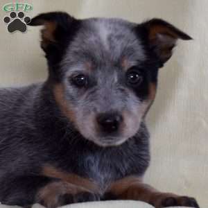 Bailey, Blue Heeler – Australian Cattle Dog Puppy