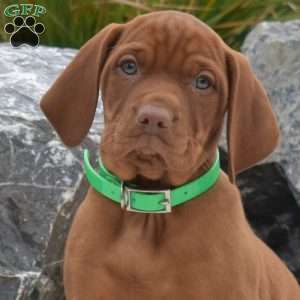 Bailey, Vizsla Puppy