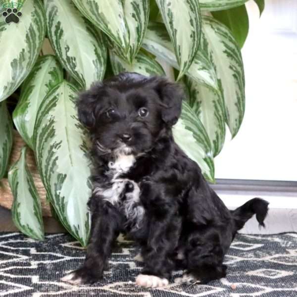 Bailey, Miniature Poodle Mix Puppy