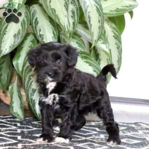 Bailey, Miniature Poodle Mix Puppy