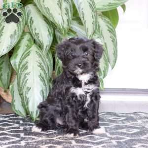 Bailey, Miniature Poodle Mix Puppy