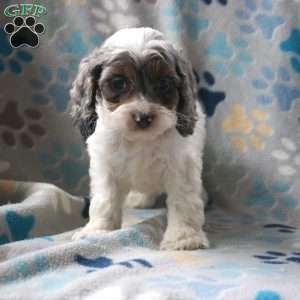 Bailey, Cockapoo Puppy