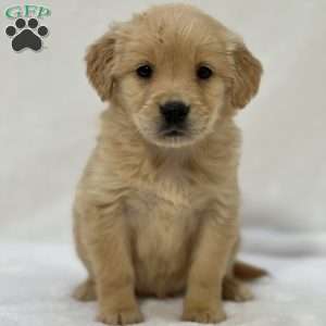 Bailey, Golden Retriever Puppy