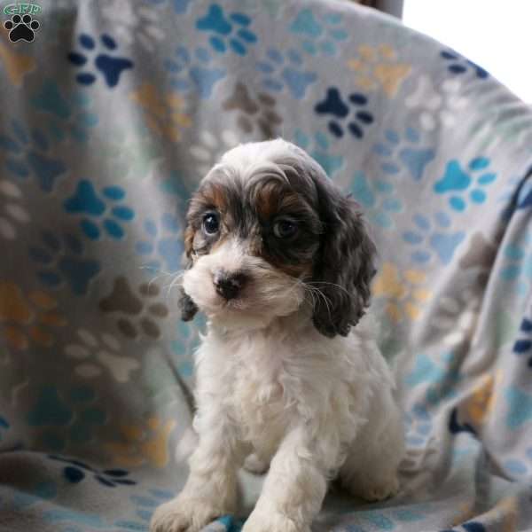 Bailey, Cockapoo Puppy