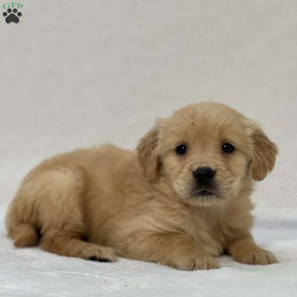 Bailey, Golden Retriever Puppy