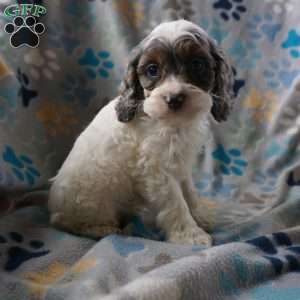 Bailey, Cockapoo Puppy
