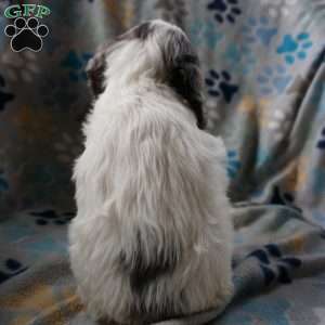 Bailey, Cockapoo Puppy