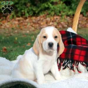 Bambi, Beagle Puppy