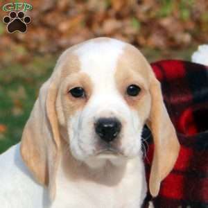 Bambi, Beagle Puppy