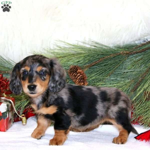 Bambi, Dachshund Puppy