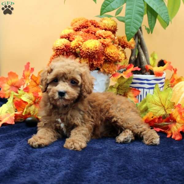 Bambi, Miniature Poodle Puppy