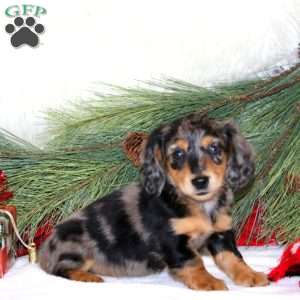 Bambi, Dachshund Puppy