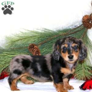 Bambi, Dachshund Puppy