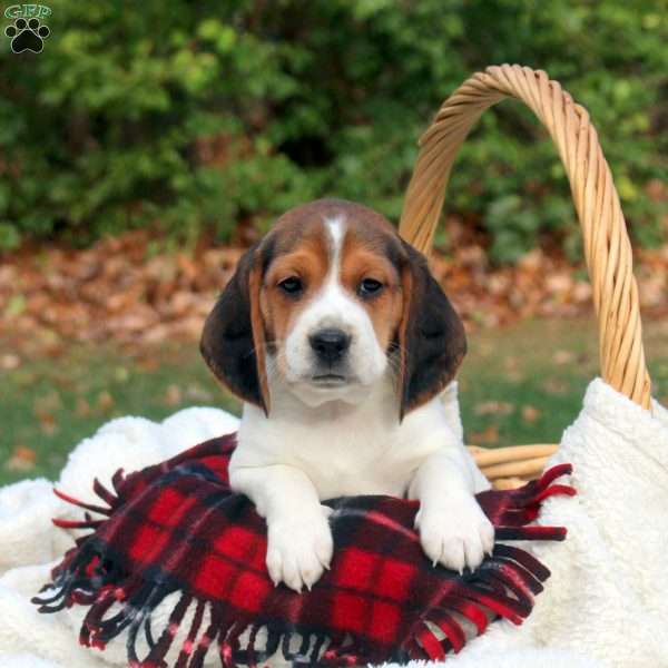 Bandit, Beagle Puppy
