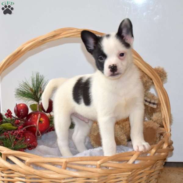 Bandit, French Bulldog Mix Puppy