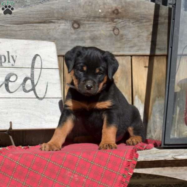 Bandit, Rottweiler Puppy